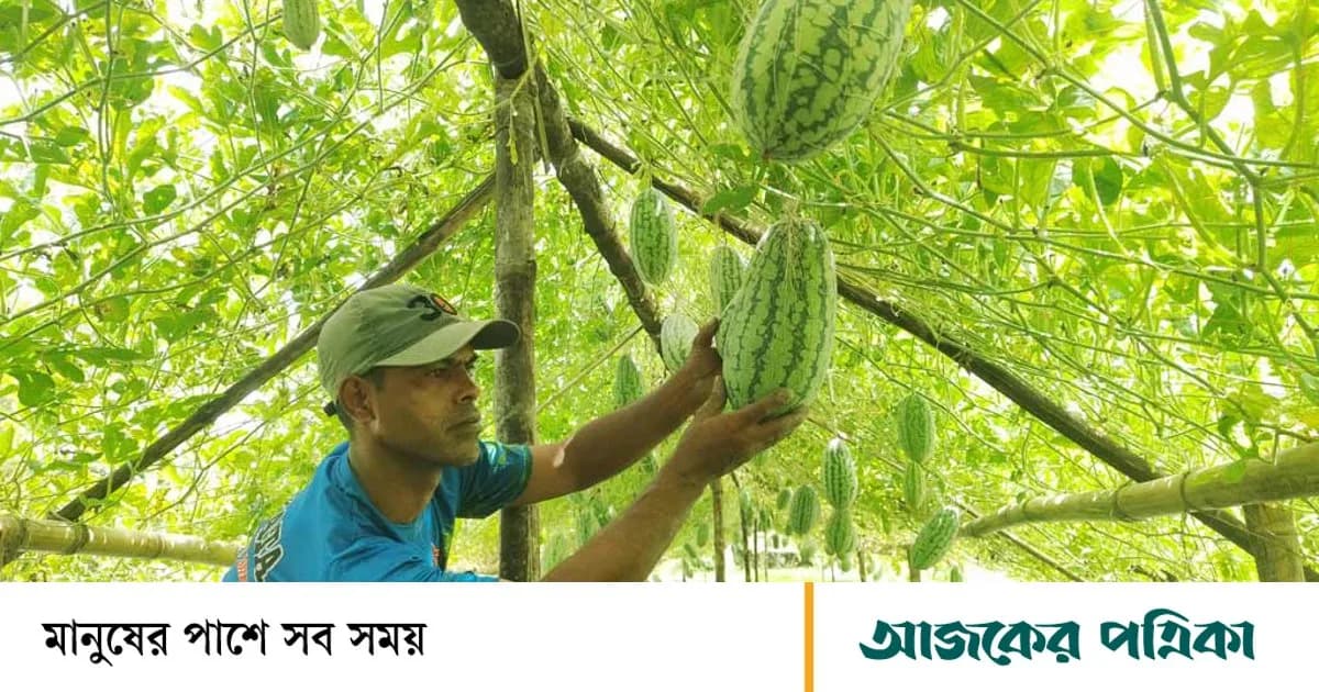 মাচায় ঝুলছে তরমুজ, হাসিবুরের চোখে নতুন স্বপ্ন