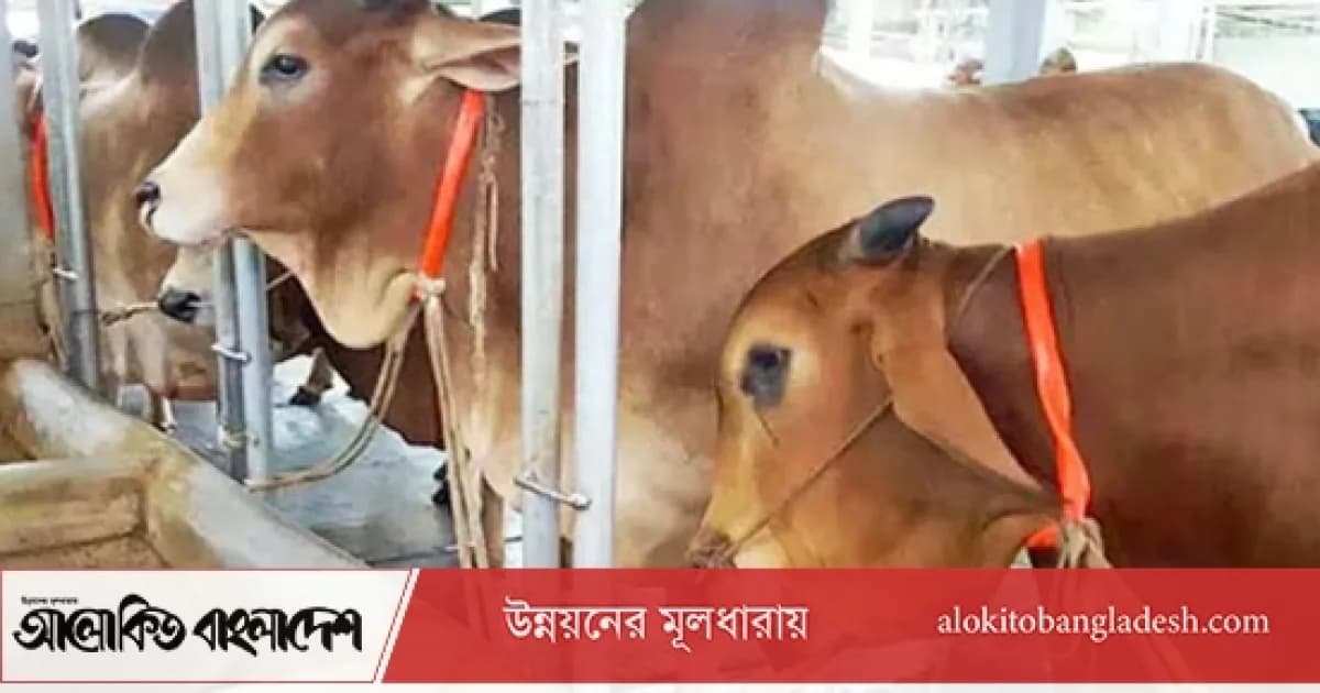 সিরাজগঞ্জে গোয়ালঘরের শিকল কেটে কৃষকের ৪ গরু চুরি