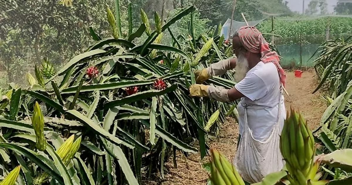 ড্রাগন ফলের বাম্পার ফলন, বাড়ছে চাষের পরিধি