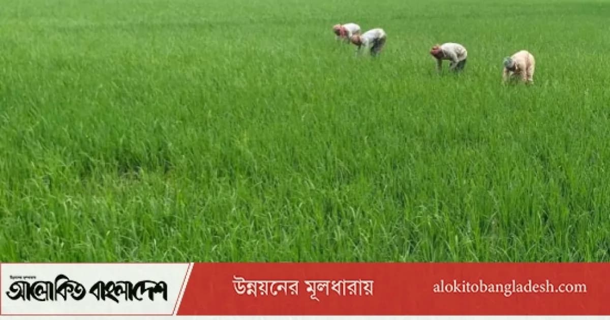 রোপা আমনের সবুজে হাসছে সিরাজগঞ্জ, বাম্পার ফলনের প্রত্যাশা