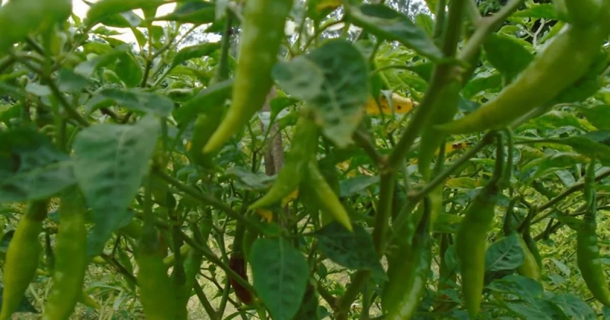 সিরাজগঞ্জে মরিচ চাষে কৃষকের স্বপ্ন