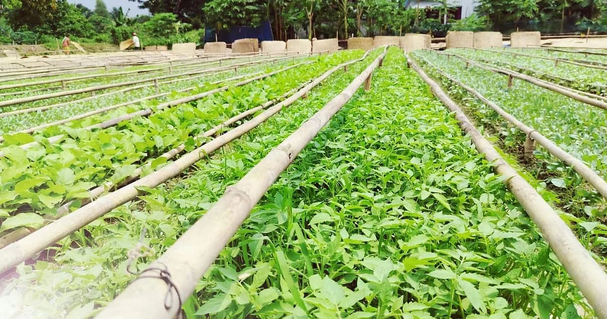 মুন্সিগঞ্জে শীতের আগে জমজমাট সবজির চারার বাজার, ২০ কোটি টাকা বিক্রির আশা