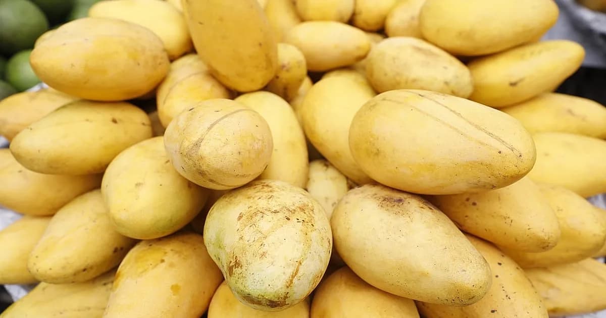অসময়ে কাটিমন আমের দাপট