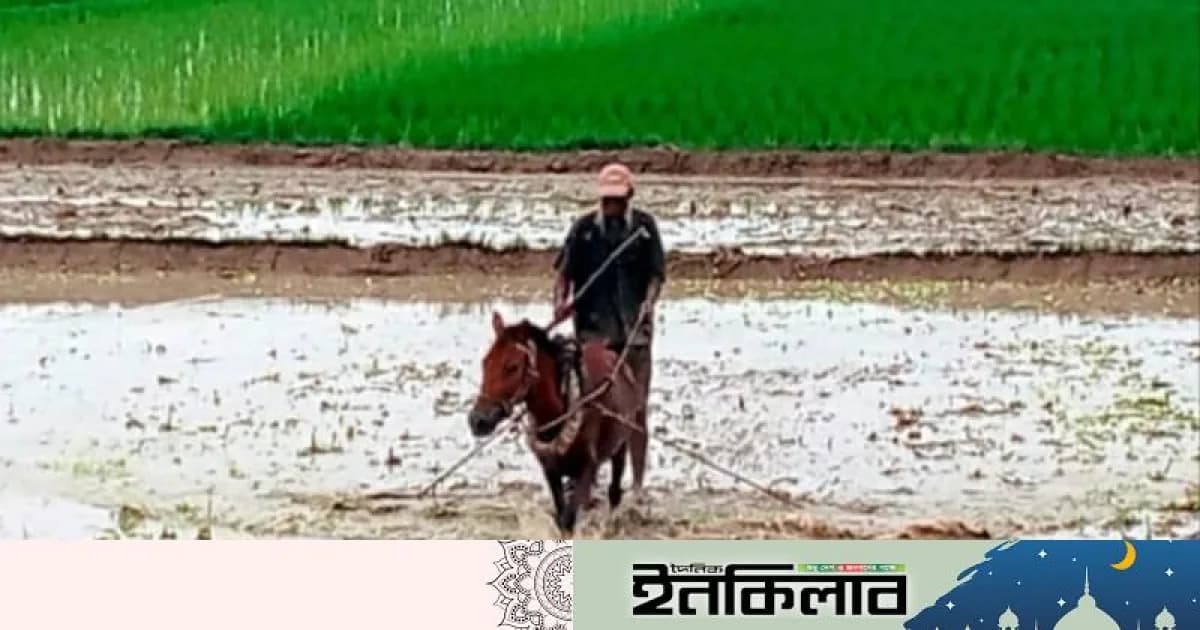 ট্রাক্টরের যুগে ঘোড়ার হালে জমি চাষ: সিরাজগঞ্জের তাড়াশে জীবিকা নির্বাহ করছেন শফিকুল