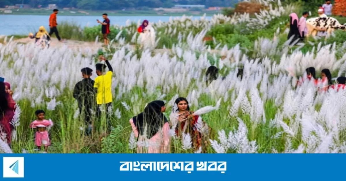 কাশফুলের সাদা চাদরে গেছে গেছে সিরাজগঞ্জের চরাঞ্চল