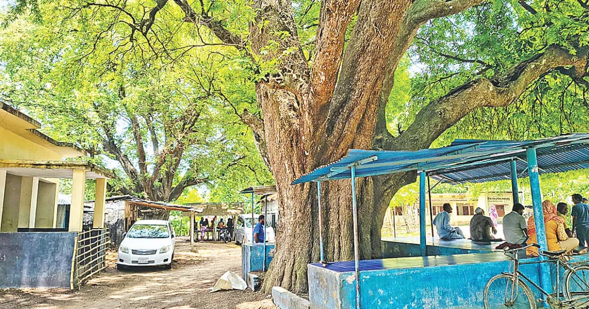 জগদীশপুরের তেঁতুলগাছ