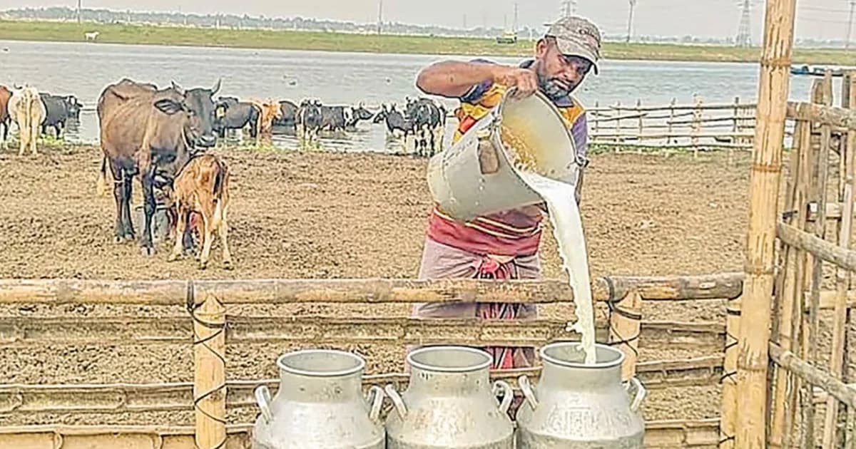 দুধের দাম না বাড়ায় দুশ্চিন্তায় সিরাজগঞ্জের খামারিরা