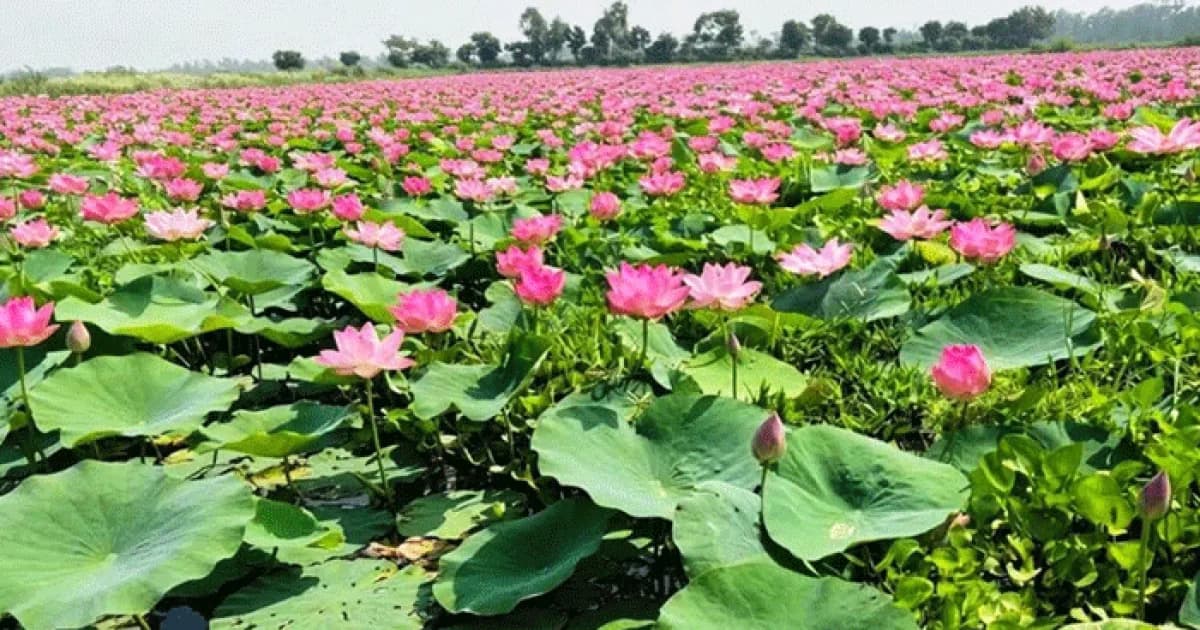 শরতের আলোয় ফোটা জলজ পদ্ম সিরাজগঞ্জে রূপের মেলা