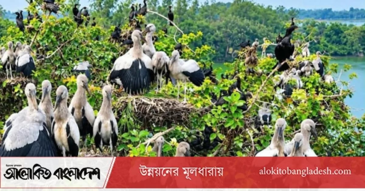 সিরাজগঞ্জে শীতের শুরুতেই অতিথি পাখির কলরব