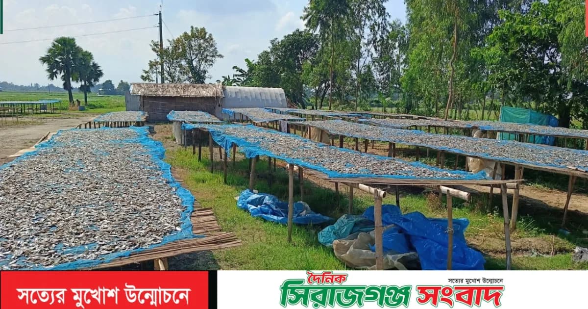তাড়াশে মাছের অভাবে বন্ধের পথে ঐতিহ্যবাহী চলনবিলের শুঁটকি পল্লী