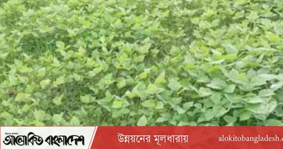সিরাজগঞ্জে আগাম মাসকালাই চাষে বাম্পার ফলনের আশা