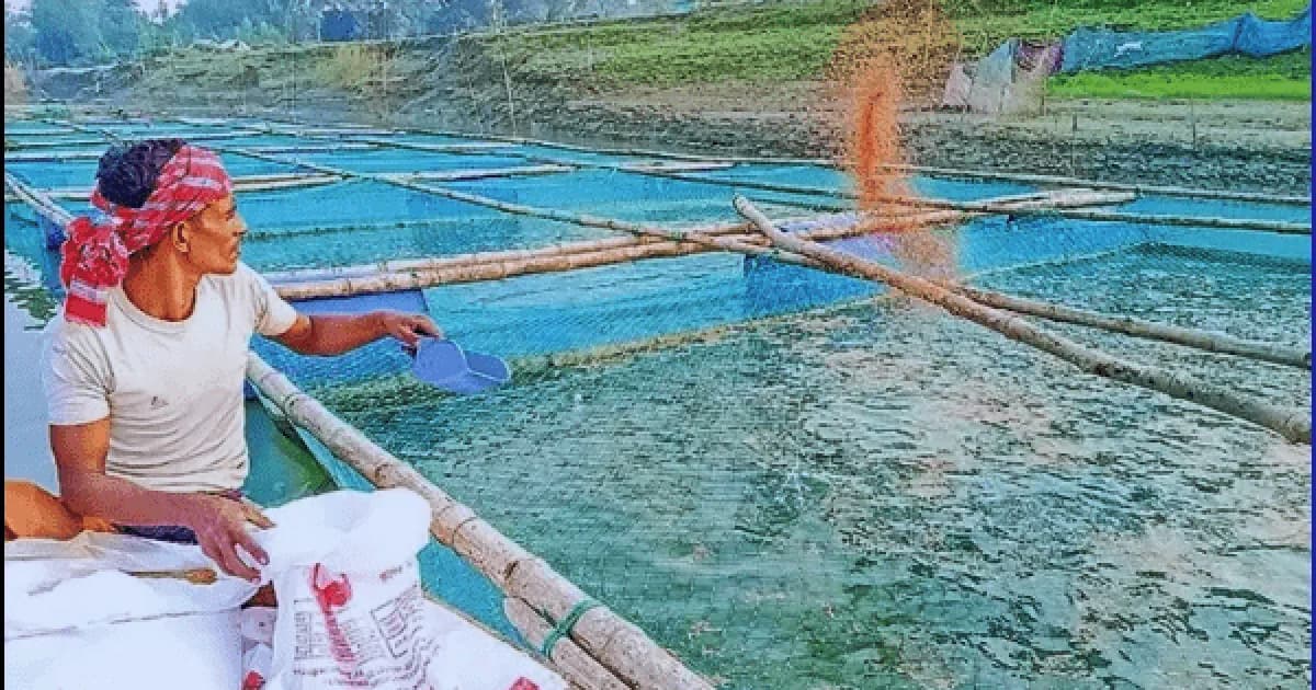 সিরাজগঞ্জে খাঁচায় মাছ চাষে সাফল্য, যুক্ত চার শতাধিক পরিবার