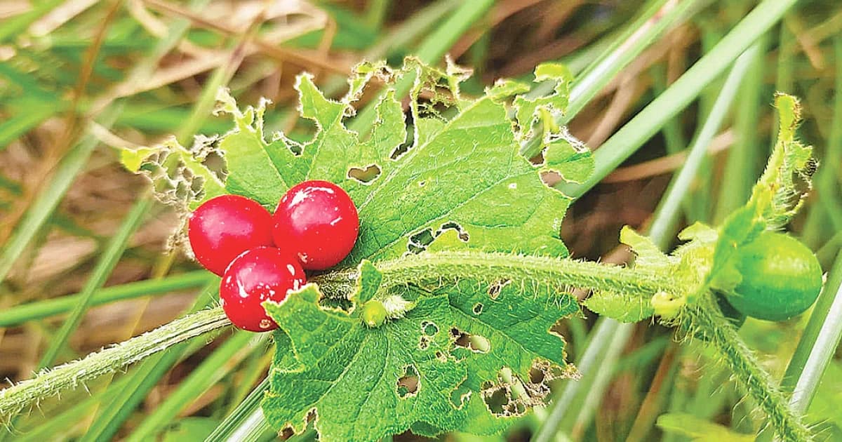 বুনো ভেষজ উদ্ভিদ আগমুখী