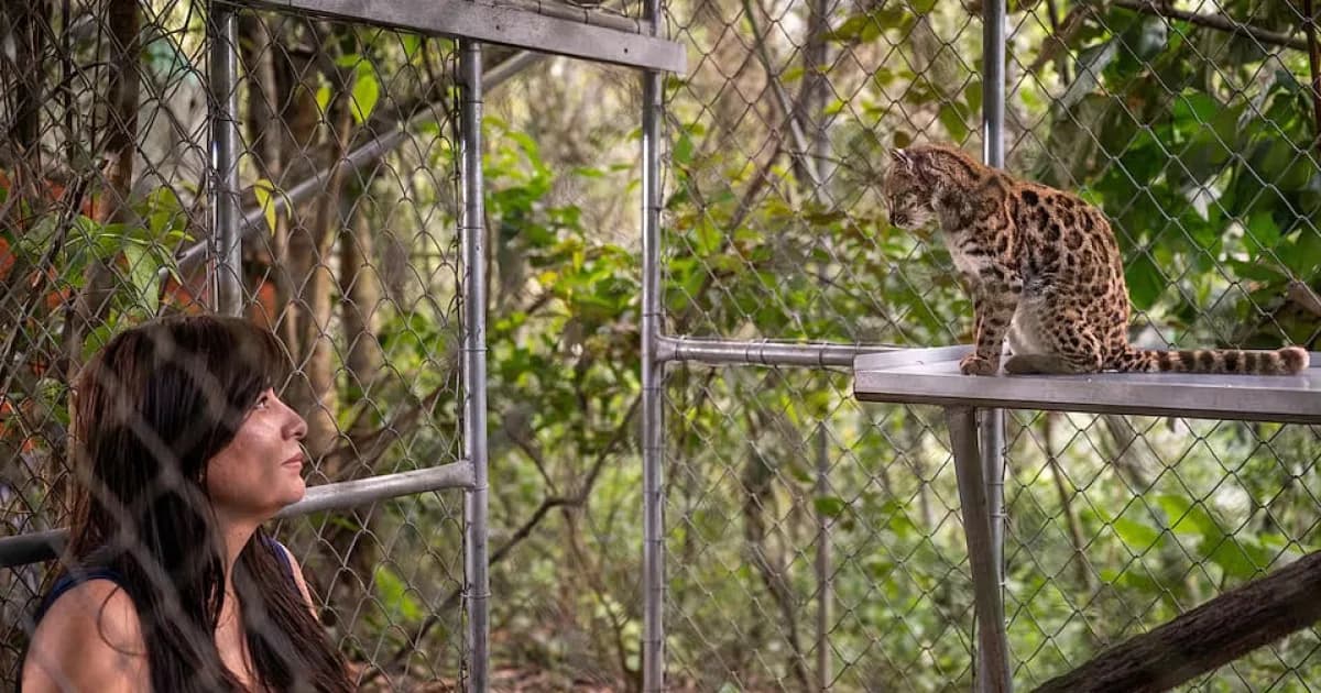 নতুন প্রজাতির বিড়ালের সন্ধান