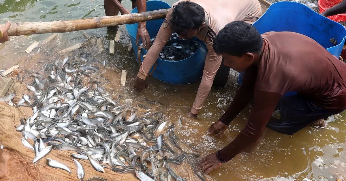 পুকুর থেকে বাজারে যাত্রা