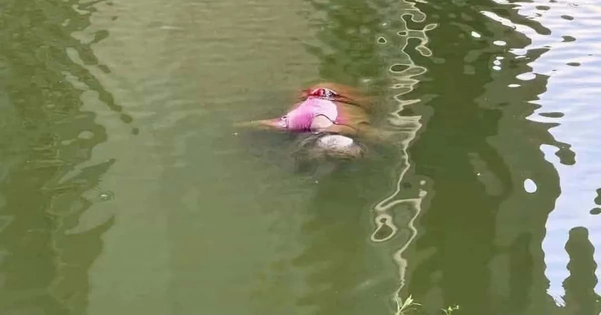 উল্লাপাড়ায় পুকুর থেকে মানসিক ভারসাম্যহীন বৃদ্ধার লাশ উদ্ধার