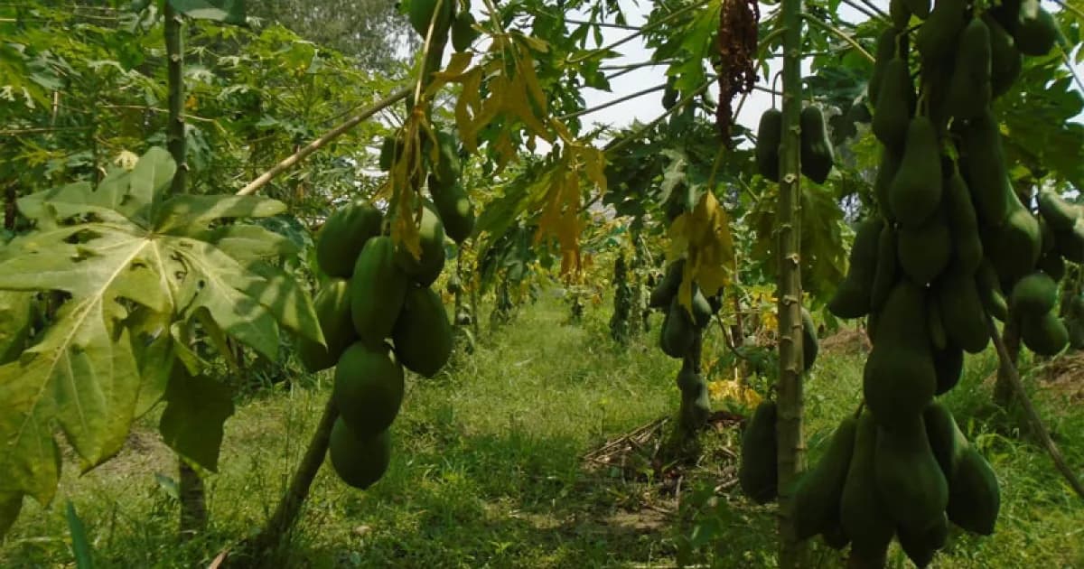 সিরাজগঞ্জের মাঠজুড়ে পেঁপের সমারোহ