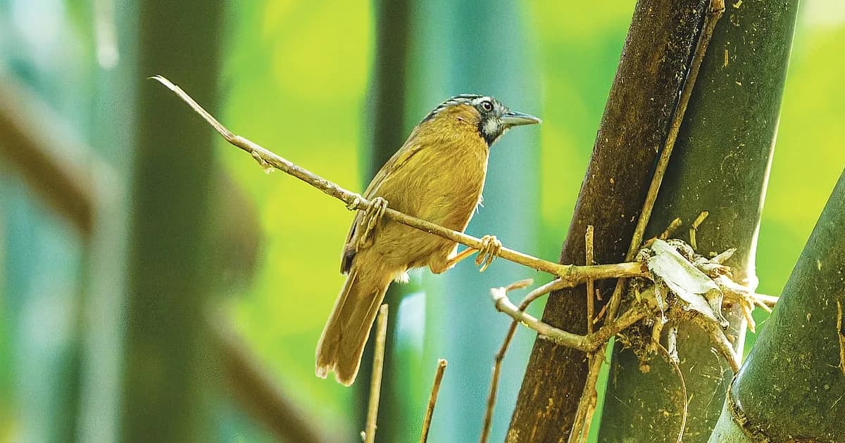 গাঢ়বুক ছাতারের খোঁজে
