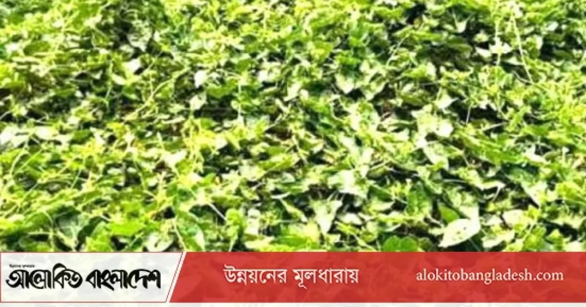 সিরাজগঞ্জে সবজি চাষে স্বচ্ছলতা ফিরছে ক্ষুদ্র কৃষকের
