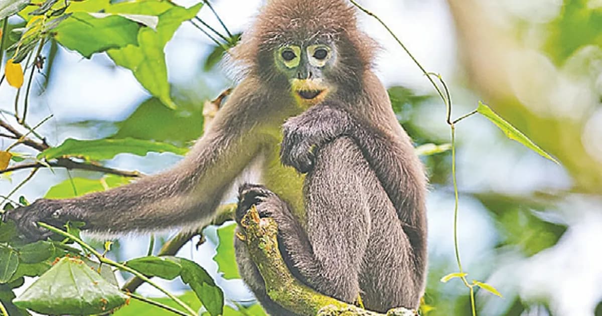 মাধবকুণ্ড: ঝরনার আড়ালে লুকিয়ে আছে অন্য জগৎ
