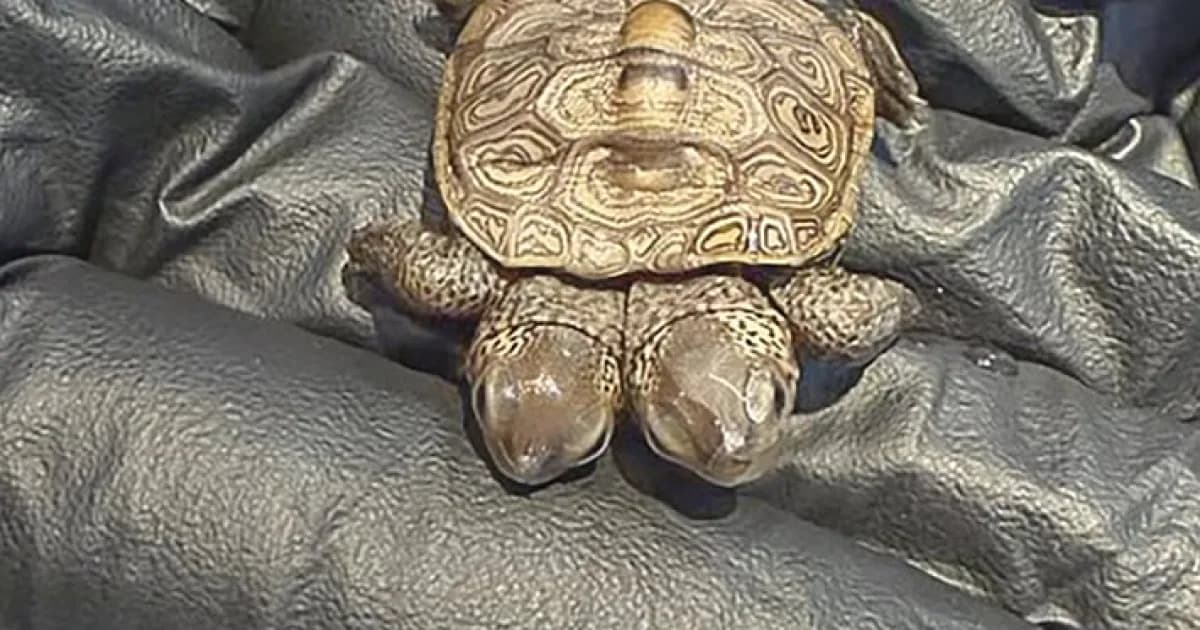 দুই মাথার কচ্ছপ
