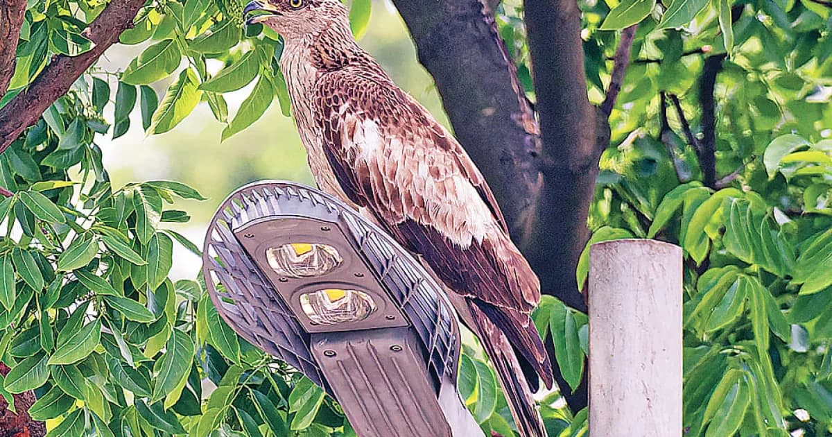 মৌবাজের ছানা