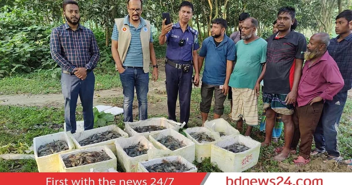 সিরাজগঞ্জে জেলি পুশ করা ৪৫০ কেজি চিংড়ি ধ্বংস