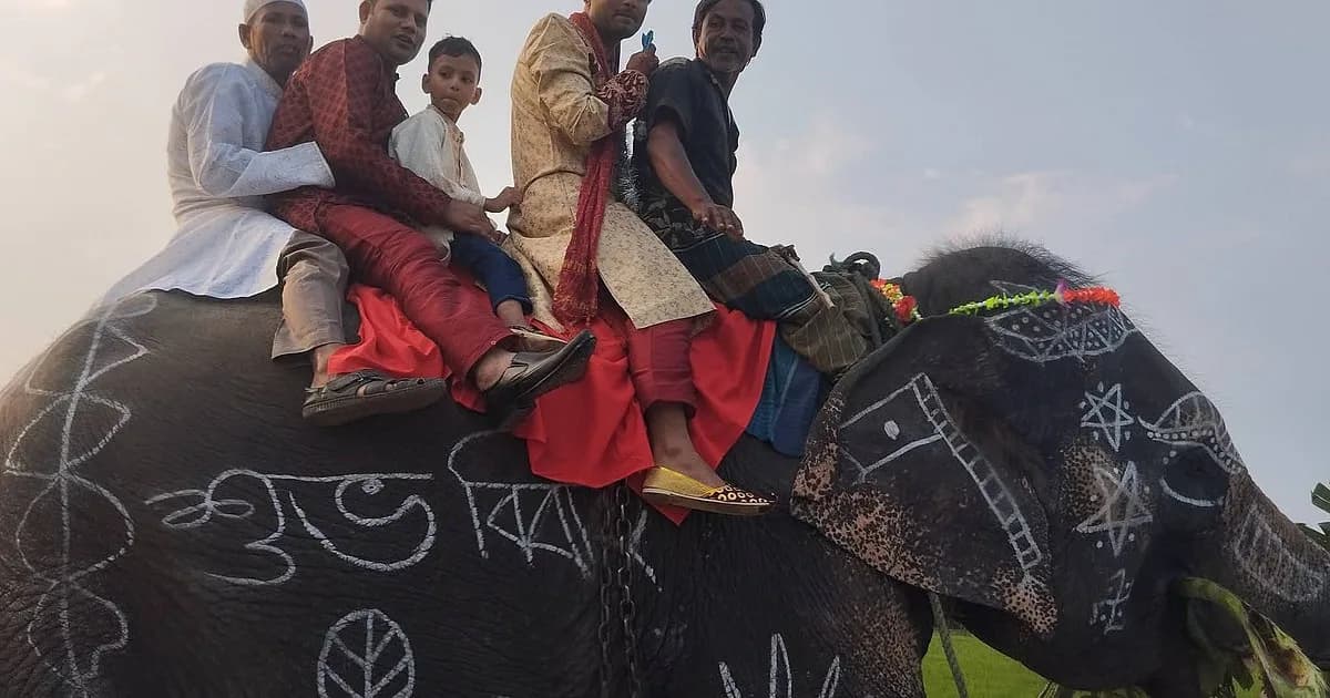 মা–বাবার ইচ্ছা পূরণে হাতির পিঠে বরযাত্রা, দেখতে ভিড় স্থানীয়দের