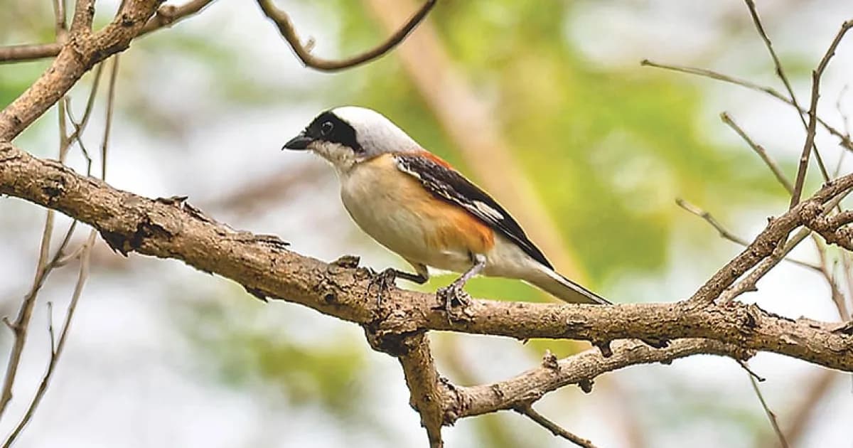 বাবুডাইংয়ের ছোট লাটোরা