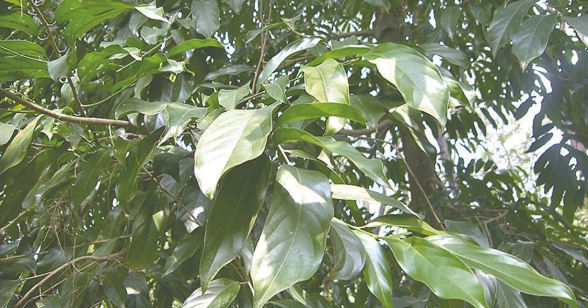 মহাবিপন্ন বৃক্ষ চালমুগরা