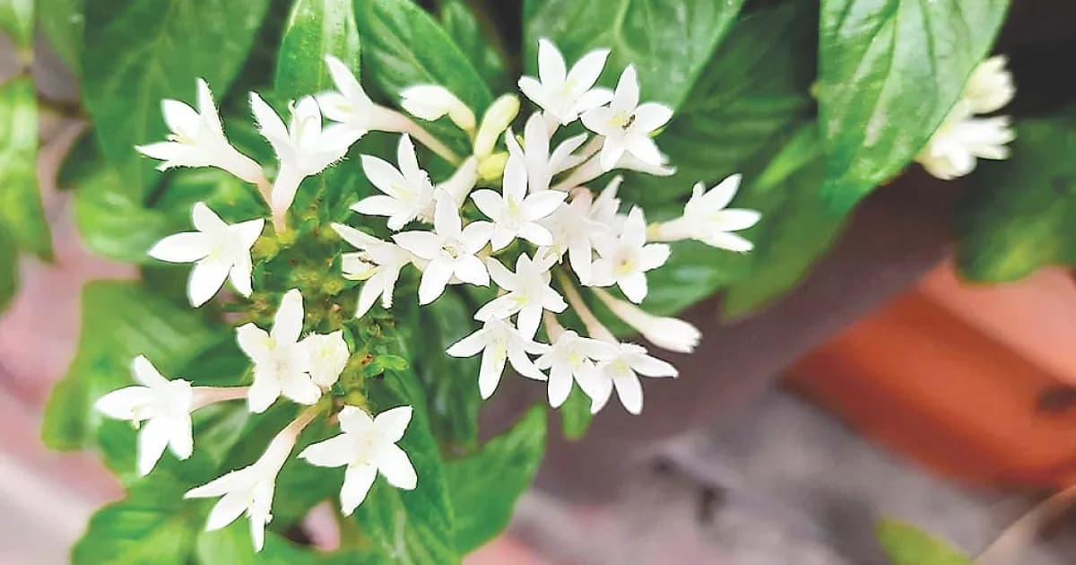 বনানীতে টবে দেখা পেলাম সাদা পেন্টাসের
