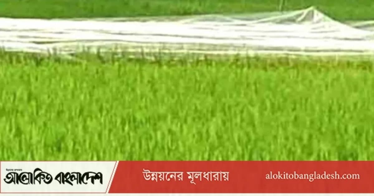 সিরাজগঞ্জে ধানের বাম্পার ফলনের আশা, পাখি ঠেকাতে নেট