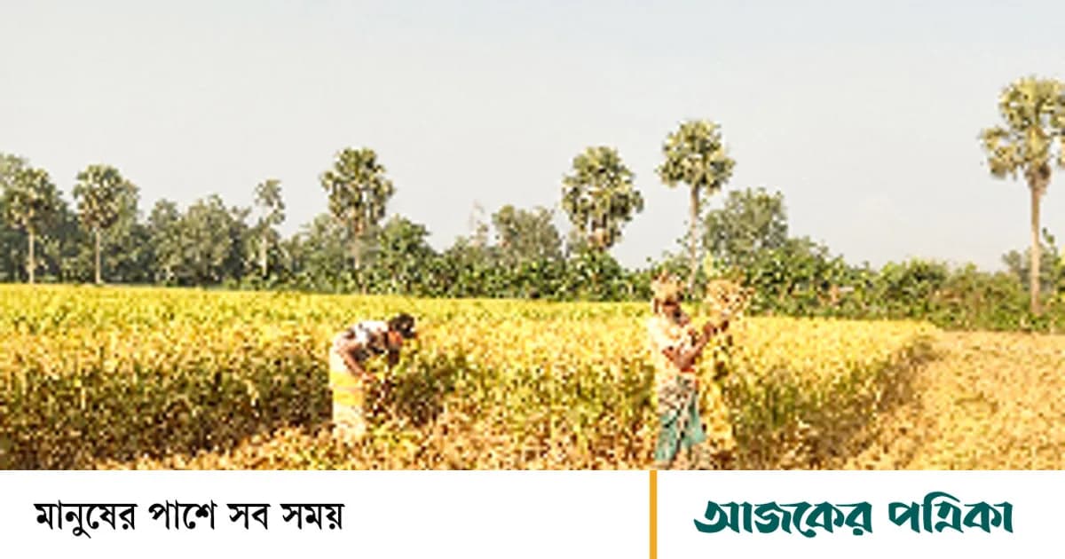 সিরাজগঞ্জের কাজীপুর: মাঠের পর মাঠজুড়ে আমন ধানের ঘ্রাণ