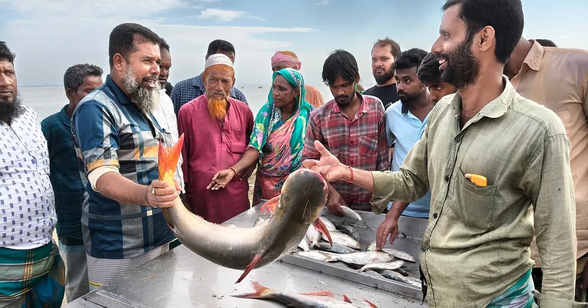 শরীয়তপুরে পদ্মায় ঝাঁকে ঝাঁকে ধরা পড়ছে বড় বড় পাঙাশ