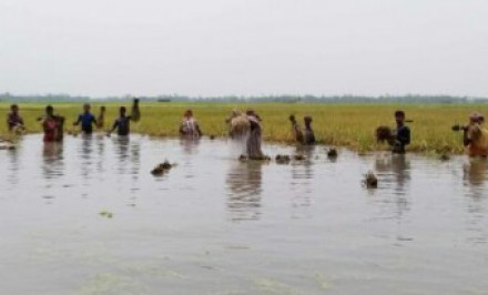 চলনবিলে হাজার হাজার বিঘা ধান তলিয়ে যাওয়ায় কৃষক মহাবিপাকে